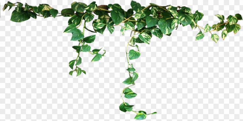 Plants Transparent Plant Vine Clip Art PNG