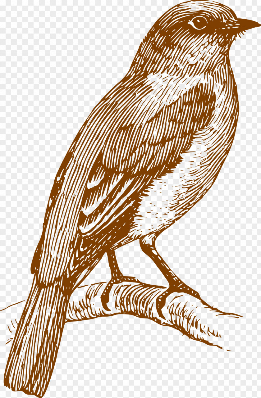 Sparrow Drawing Book Clip Art PNG