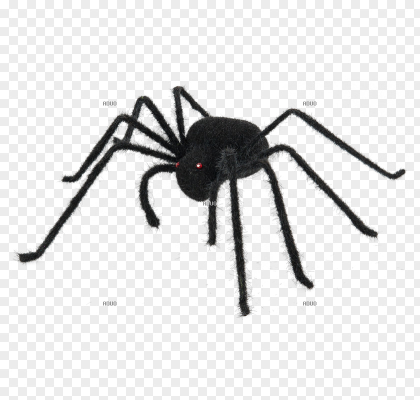 Spider Web Color Halloween Black PNG