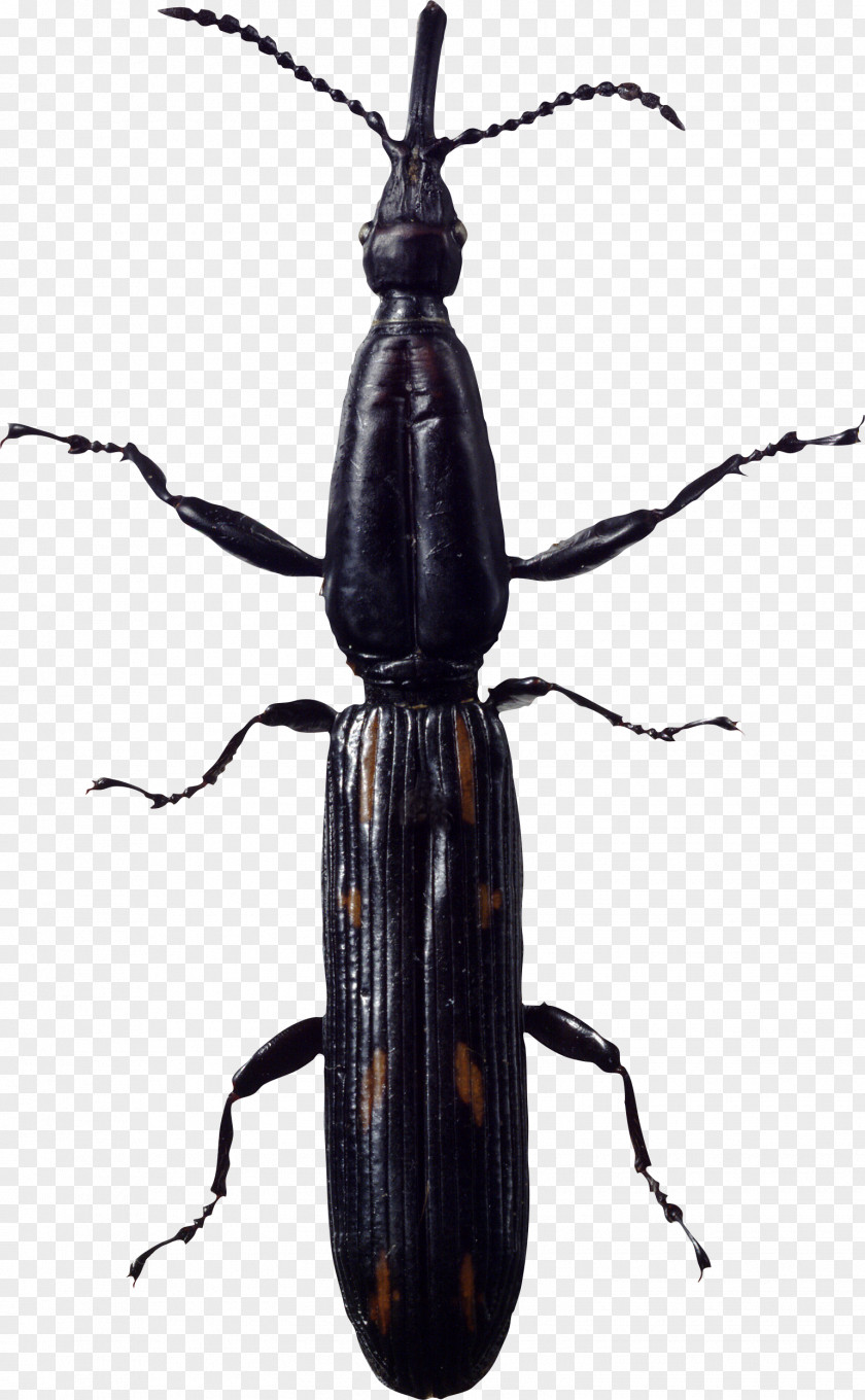 Bug Image Beetle Clip Art PNG