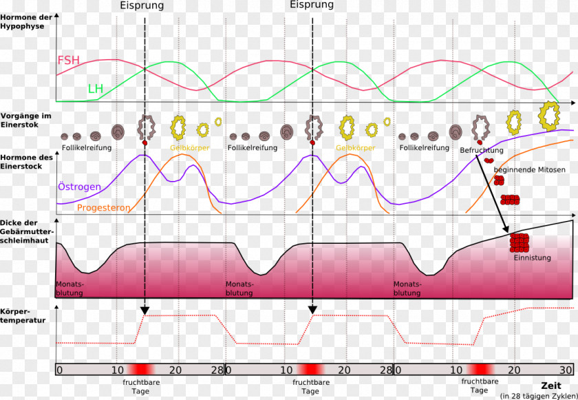 Heart Anatomy Antibabypille Hormone Endocrine System Diagram PNG