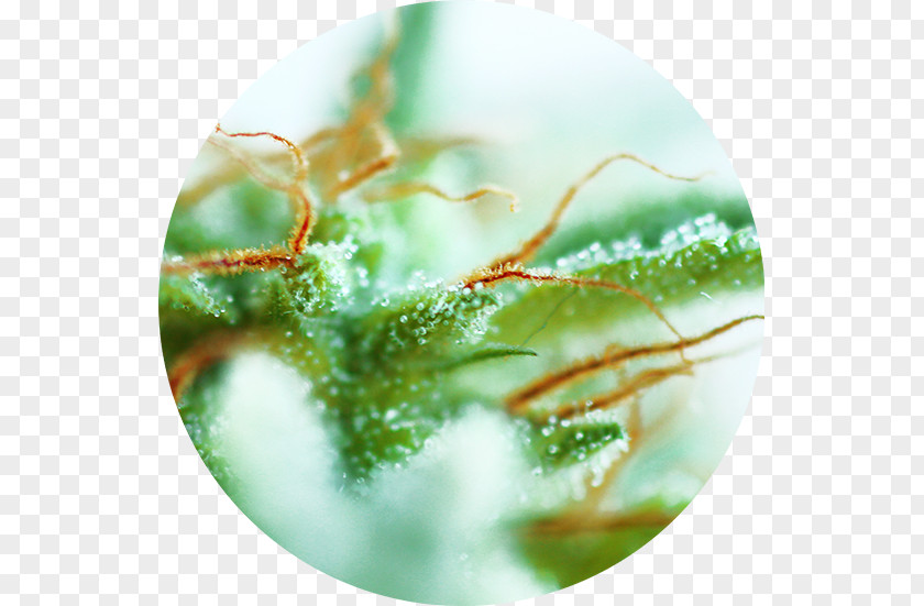 Seeds Cannabis Cup Sativa Ruderalis Autoflowering PNG