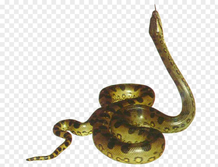 Anaconda Picture Snake Clip Art PNG