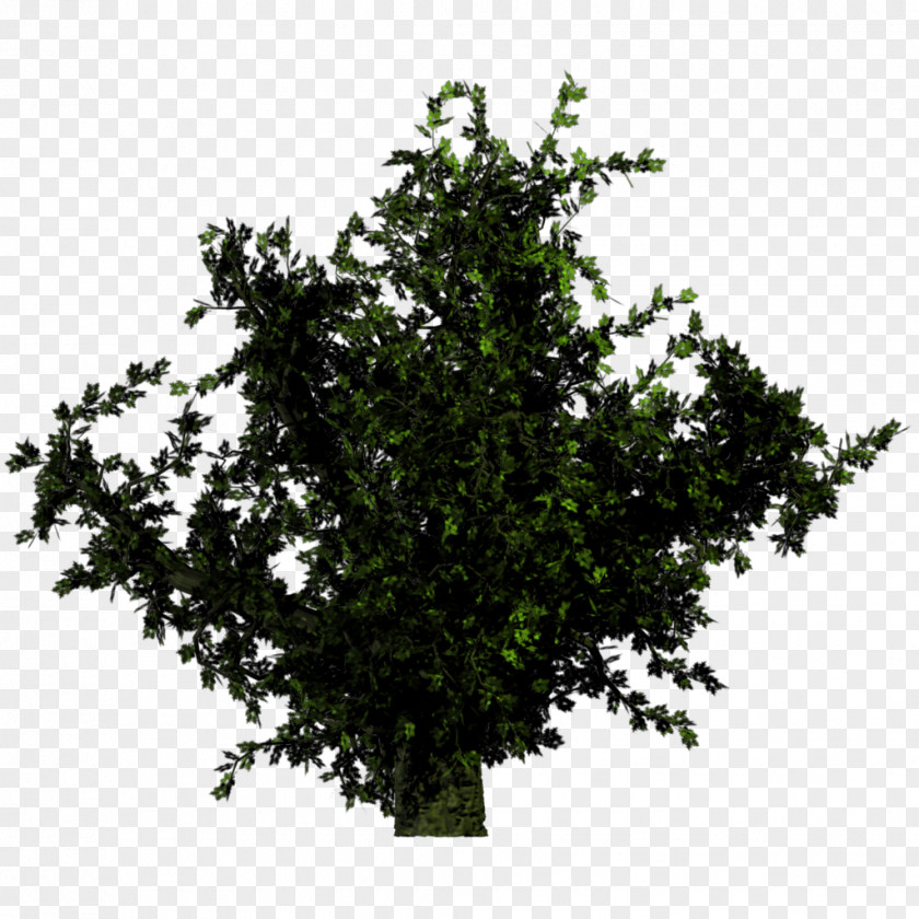 Bushes Tree Plant Shrub Forest PNG