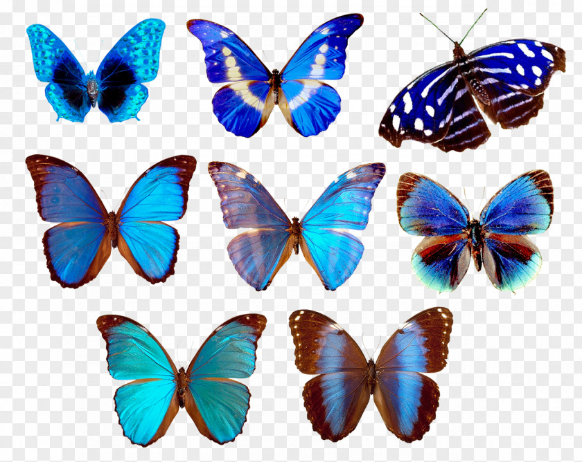 Butterfly Border Clip Art PNG