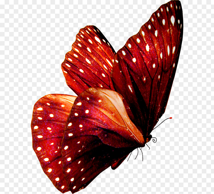 Butterfly Insect Greta Oto Clip Art PNG