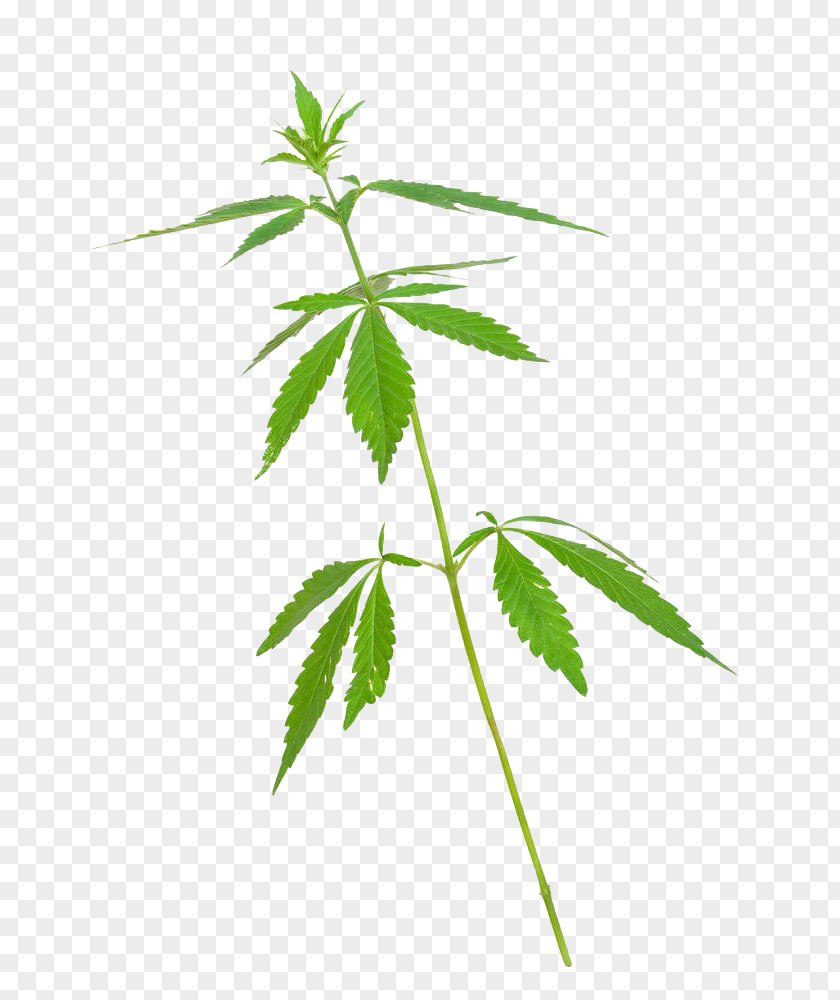 Cannabis Sativa Stock Photography PNG
