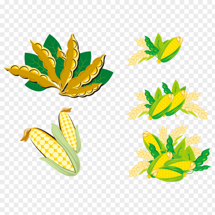 Corn Soybean Clip Art PNG
