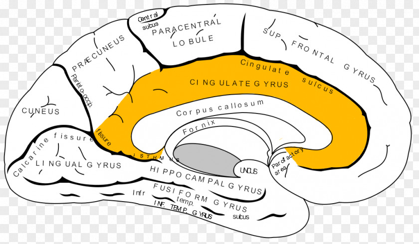 Emotional Anterior Cingulate Cortex Cerebral Gyrus Corpus Callosum PNG