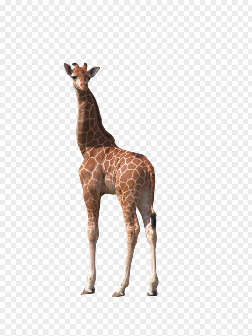 Free Giraffe Pull Back Northern Animal Download South African PNG