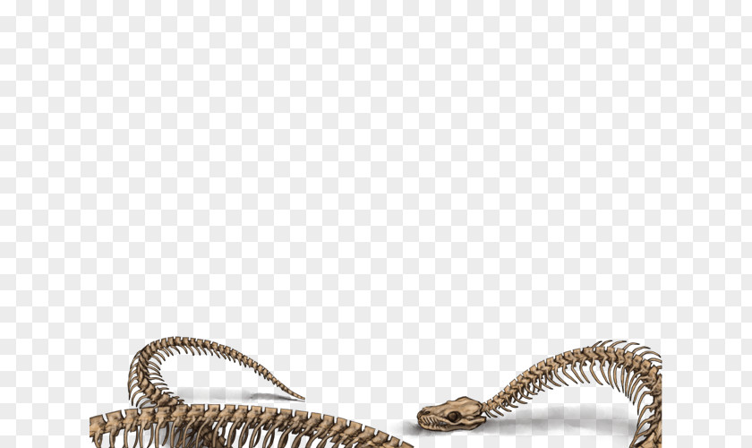 Lion Snake Skeleton Tiger Reptile PNG