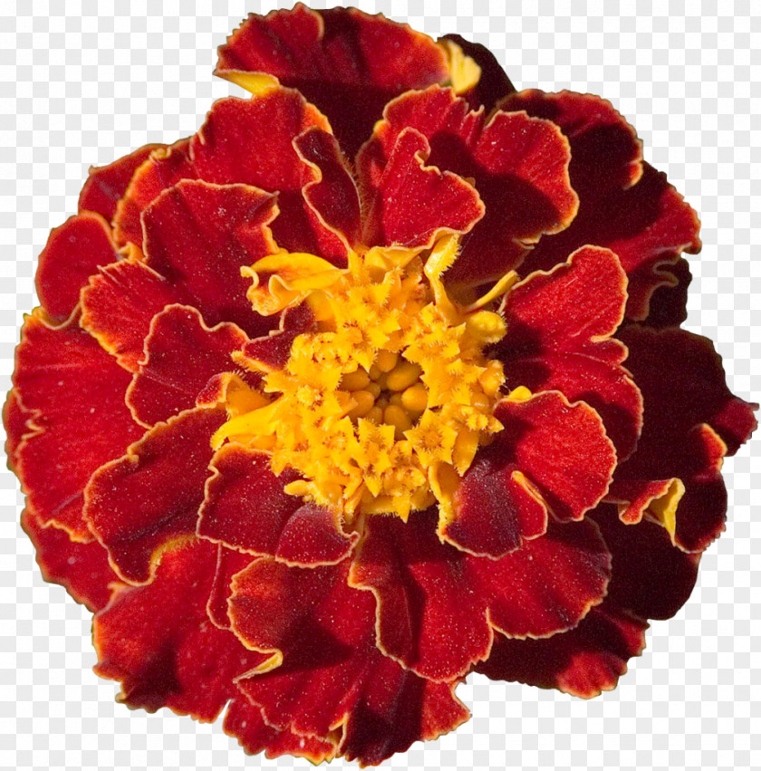 Marigold Cut Flowers Desktop Wallpaper Garden PNG
