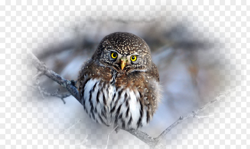 Owl Spot-bellied Eagle-owl Bird Desktop Wallpaper Lynx PNG