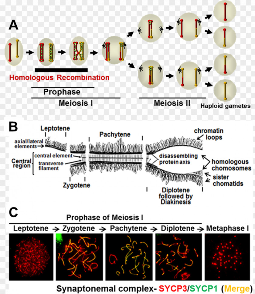 Sister Chromatids Synaptonemal Complex Meiosis Homologous Chromosome Prophase PNG