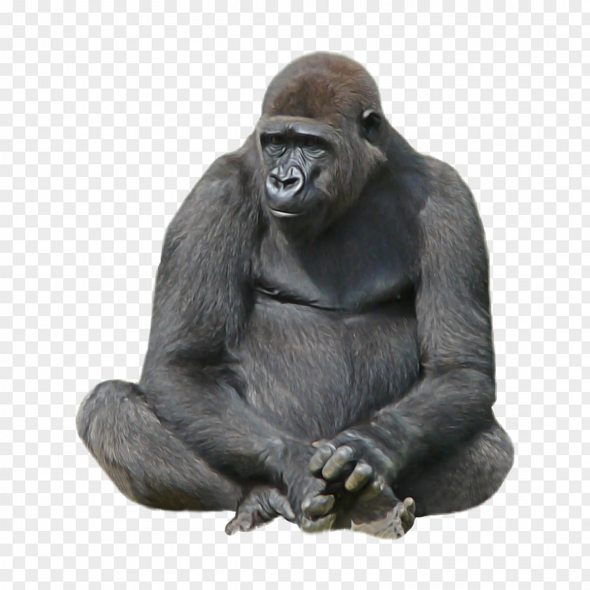 Statue Animal Figure Western Lowland Gorilla Snout Sitting Figurine PNG