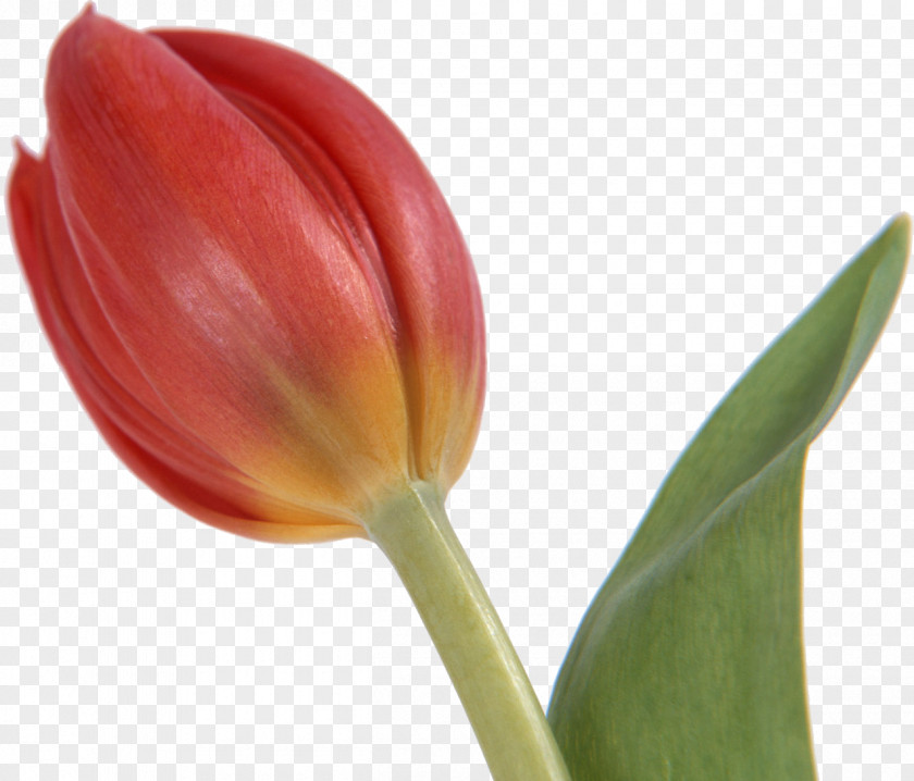 Tulip Cut Flowers Bud PNG