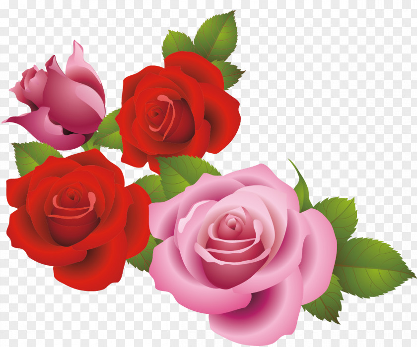 Vector Material Roses Sea Garden Beach Rose Centifolia Floribunda Pink PNG