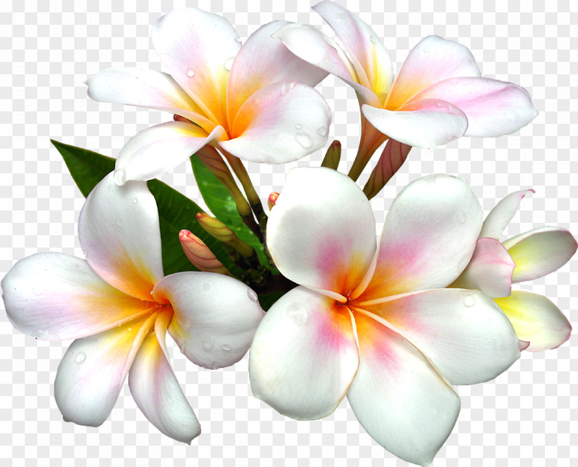 Artwork Flower Lilium Clip Art PNG