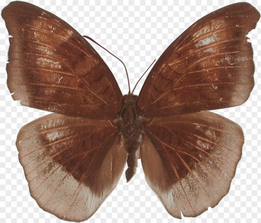 Butterfly Brush-footed Butterflies Tanaecia Julii Moth PNG