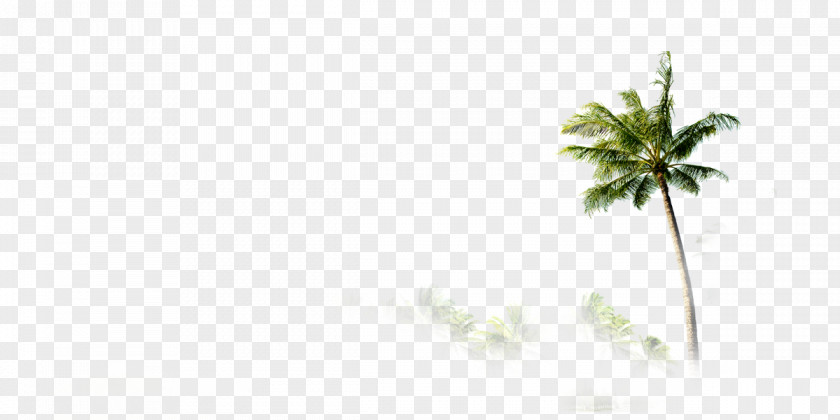 Coconut Tree Mat Angle Tom De Alerta Pattern PNG