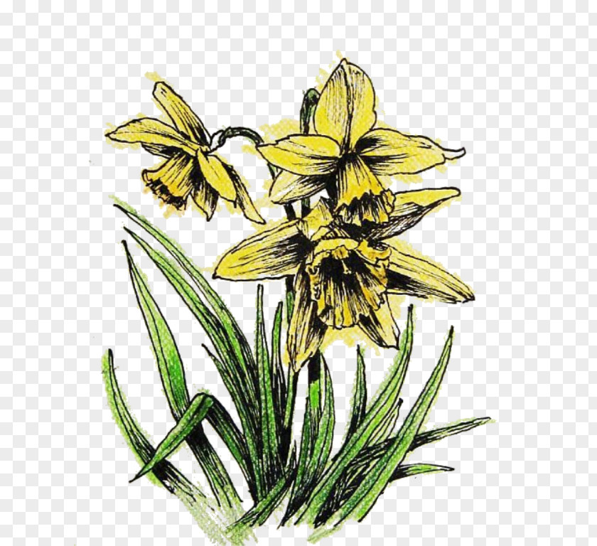 Daffodil Insect Ephemera Digital Image PNG