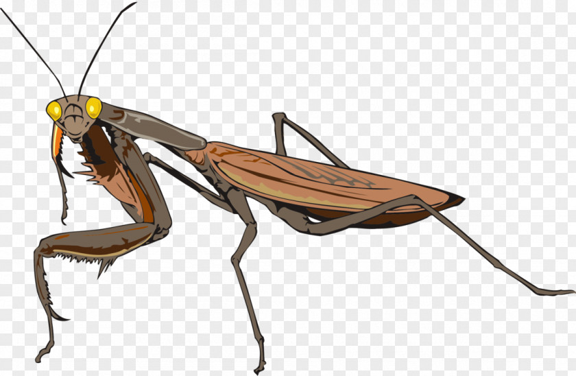 Insect Cockroach European Mantis Clip Art Image PNG