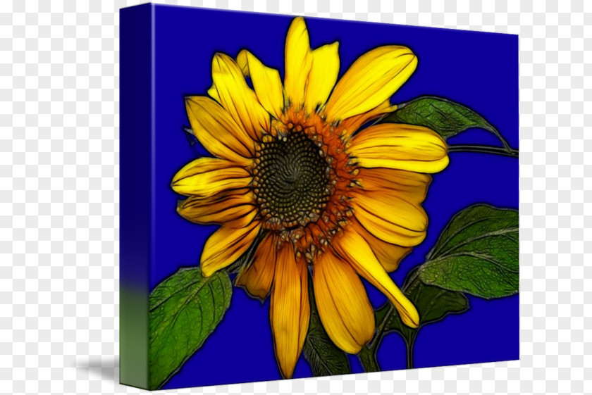 Sunflower Painting Common Seed Annual Plant M PNG