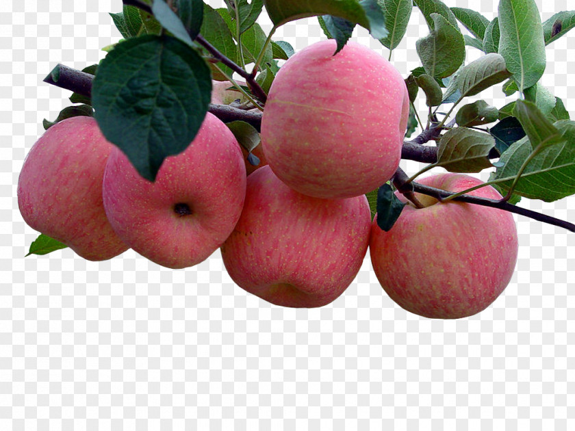 The Apple On Tree Yantai Rizhao Auglis Fuji PNG