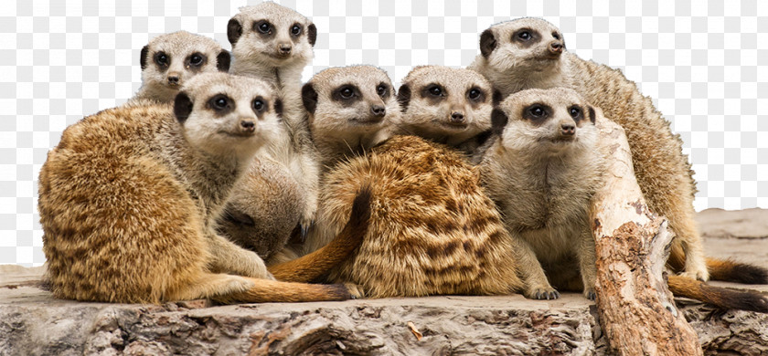 Zoo Animal Corrigans Beach Reserve Meerkat Batemans Family PNG