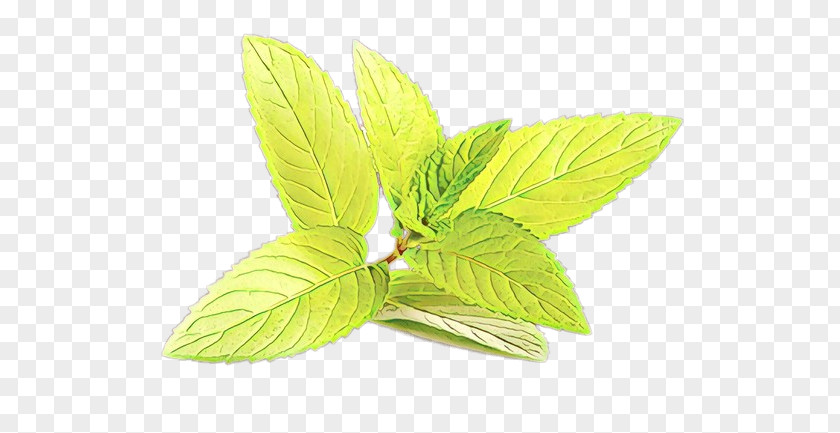 Basil Flowering Plant Leaf Flower Herb Tree PNG