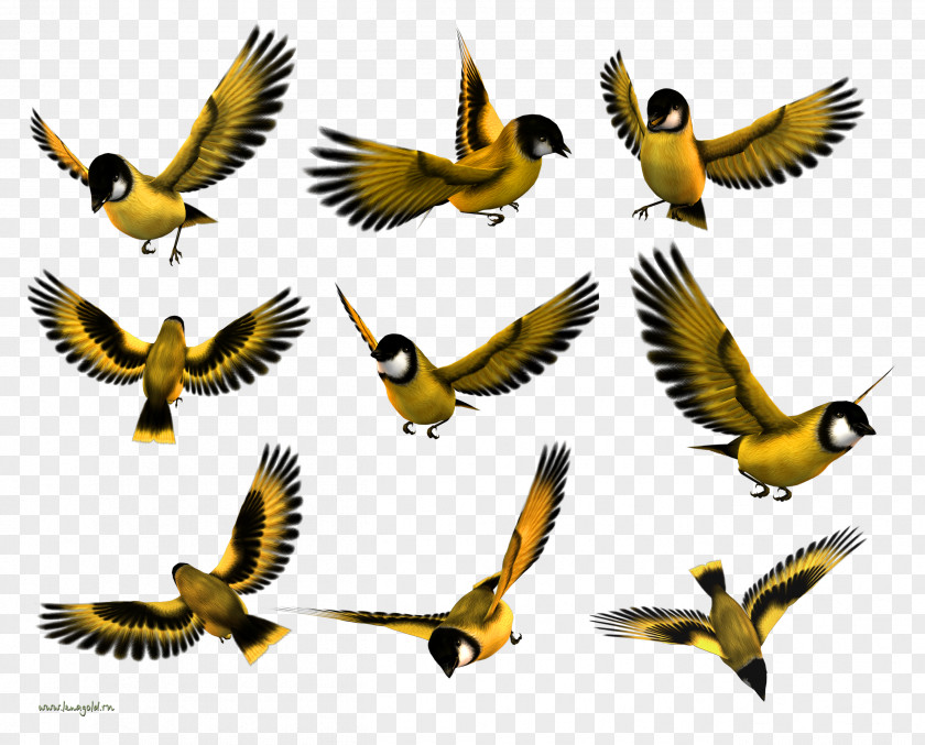 Bird Beak Finches Wing PNG