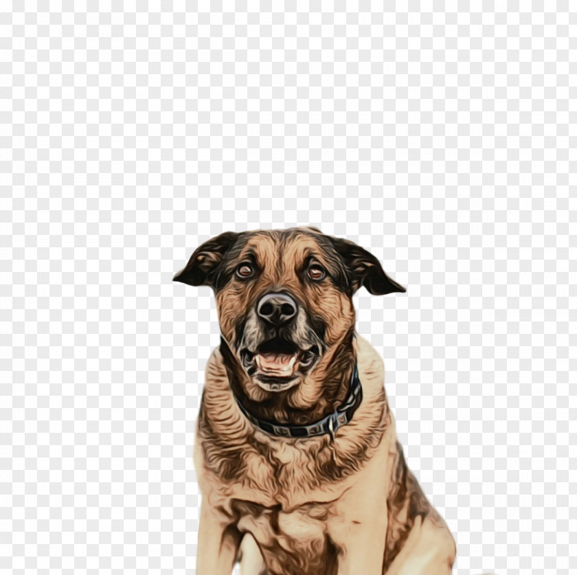 Dog Snout Leash Breed Groupm PNG