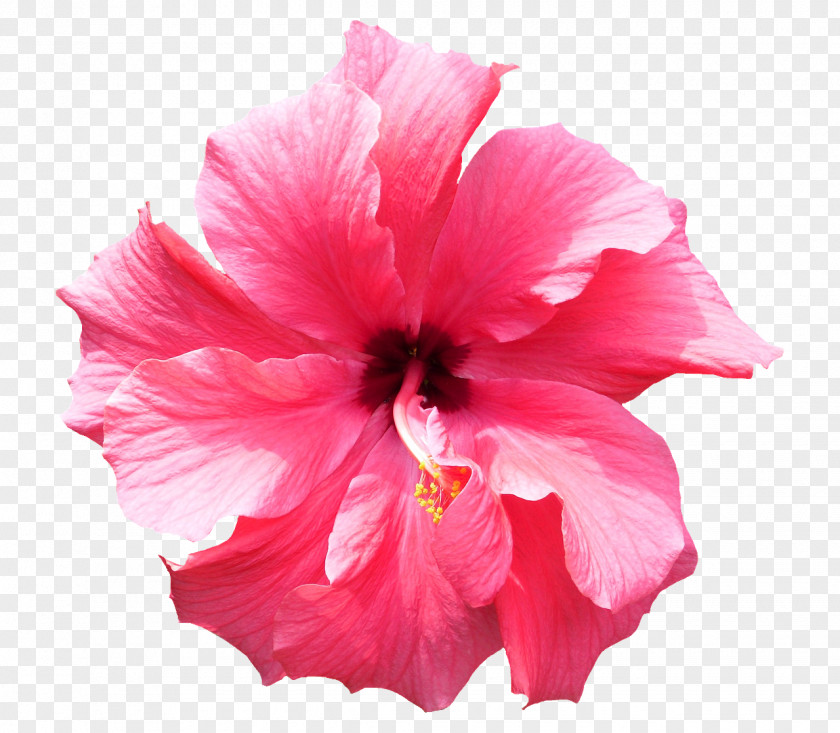 Mallow Family Chinese Hibiscus Petal Flower Pink Hawaiian PNG