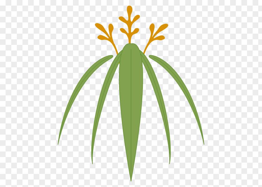 Palm Trees Plant Stem Grasses Leaf Flower PNG