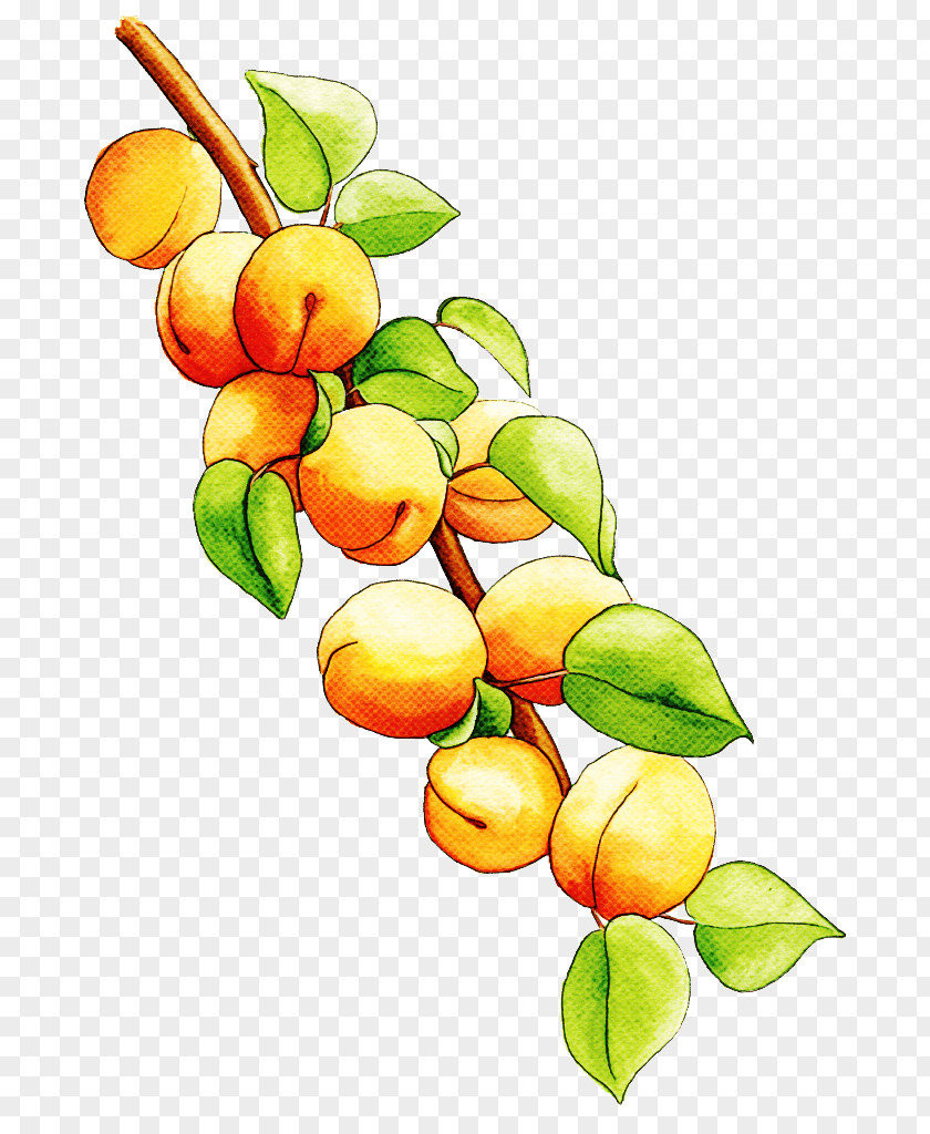 Fruit Tree PNG