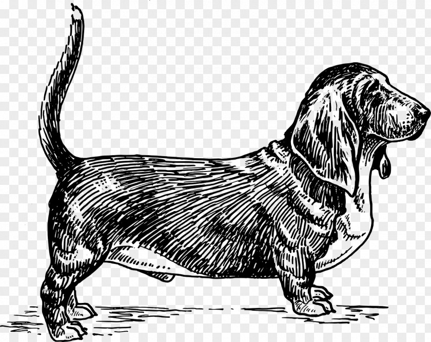 Hound Dog Basset Alpine Dachsbracke Bull Terrier English Setter Borzoi PNG