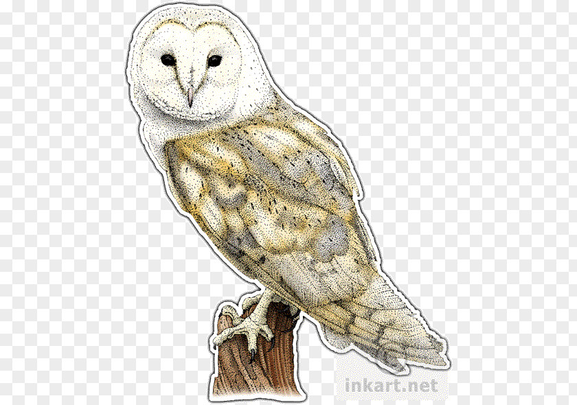 Owl Great Grey Bird Barn PNG