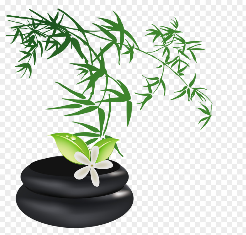 Bamboo Drawing PNG