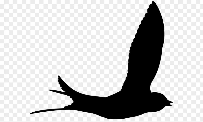 Beak Goose Swans Clip Art Duck PNG