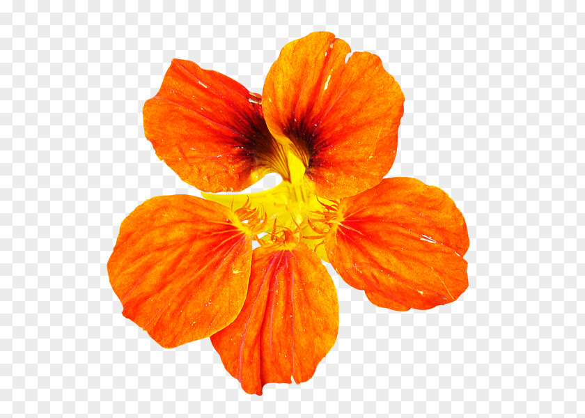 Flower PNG