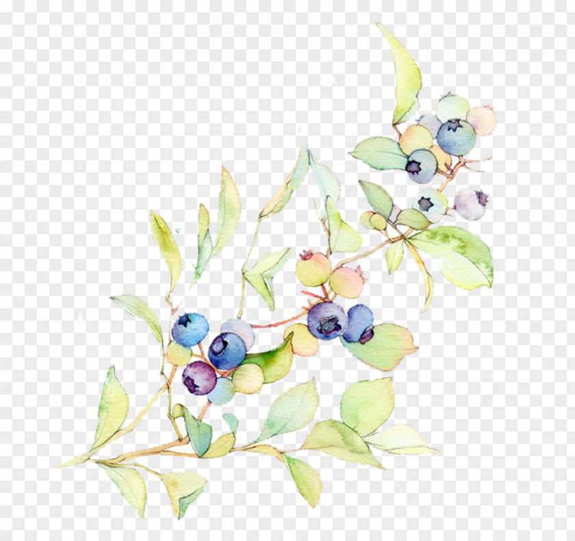 Hand Painted Ink Blueberry Illustration Bilberry PNG