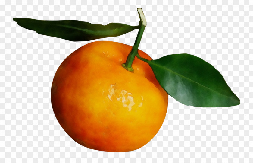 Mandarin Orange Leaf PNG