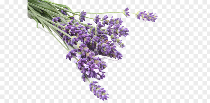 Oil Lavender Odor Flavor Amethyst Ceremonies PNG
