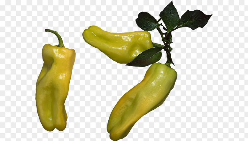 Serrano Pepper Pasilla Yellow Friggitello Bell PNG