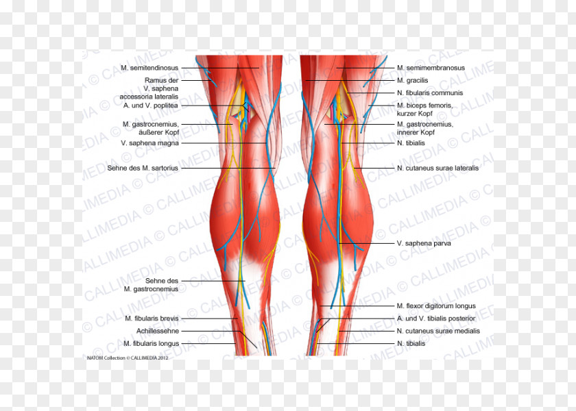 Anatomi Knee Tendon Human Body Anatomy Ligament PNG
