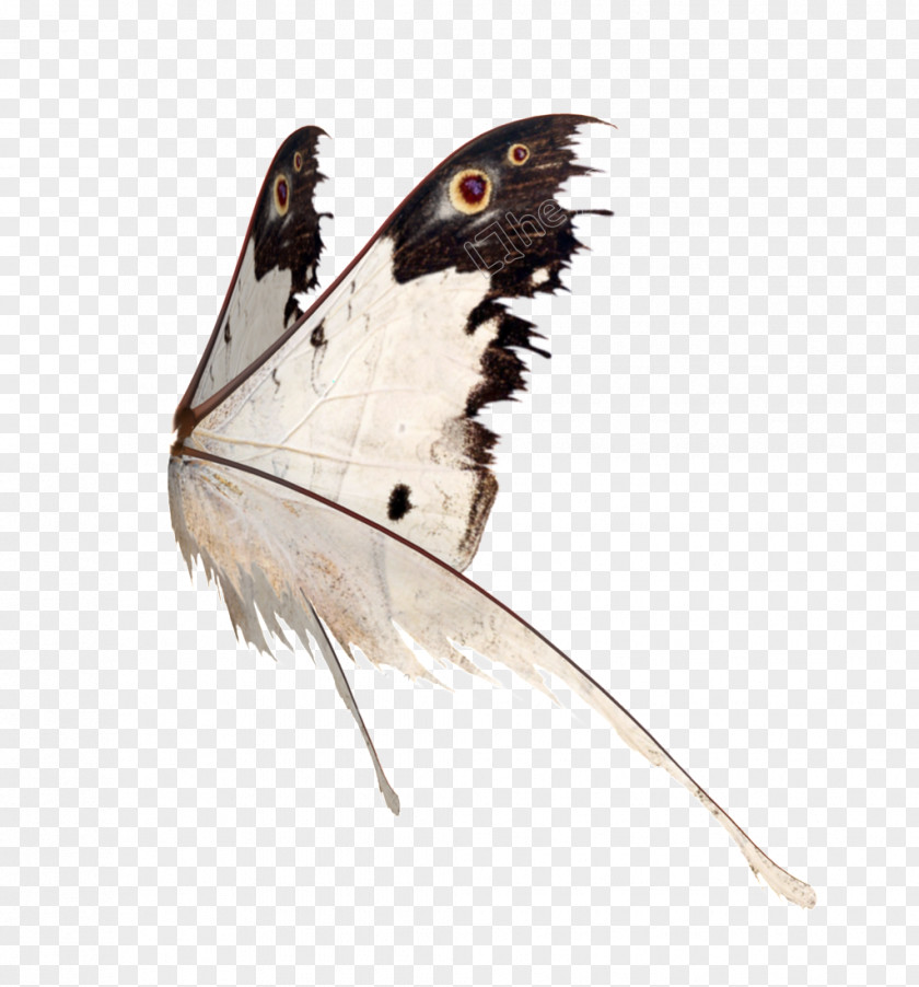 Butterfly Brush-footed Butterflies Wing Image PNG