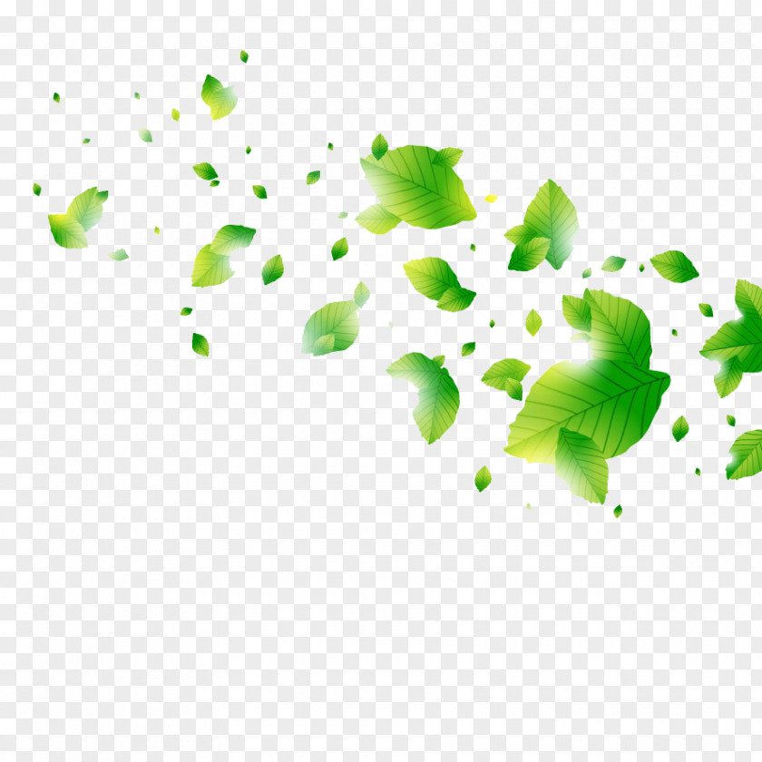 Leaves Leaf Green Euclidean Vector PNG