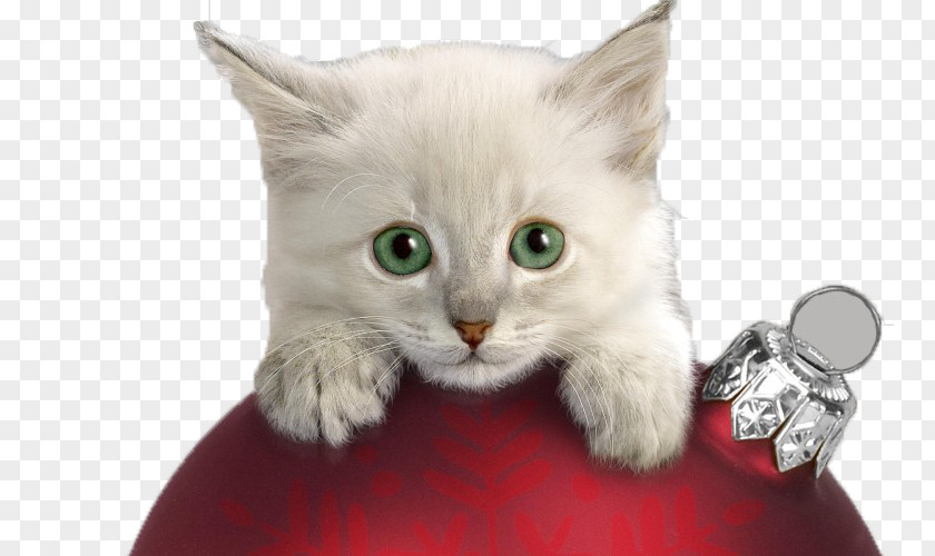 Naughty Kitten Christmas Cat Wallpaper PNG