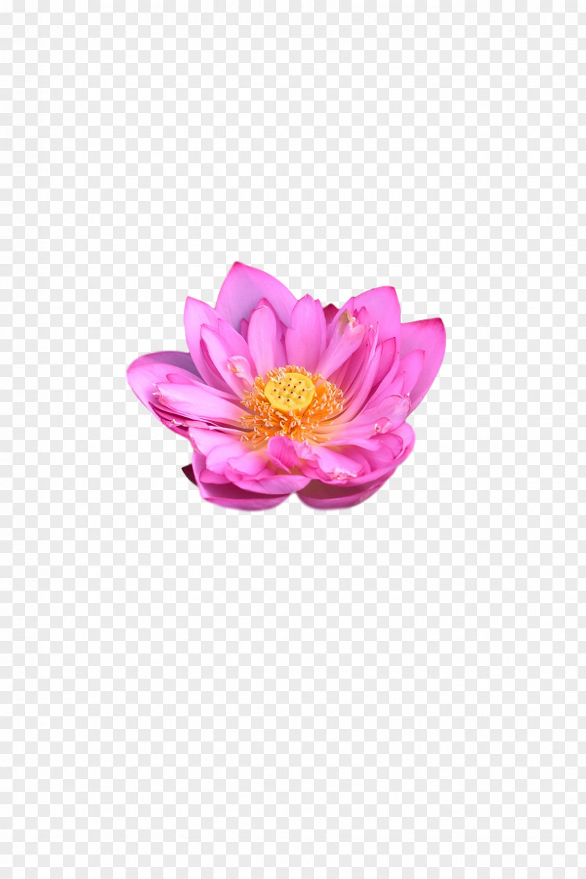 Peony Petal Magenta Telekom Flower Plants PNG