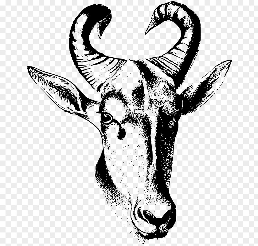 Antelope Horn Cattle Drawing Clip Art PNG